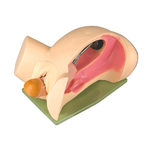 childbirth mechanism teaching model(advanced childbirth simulator)